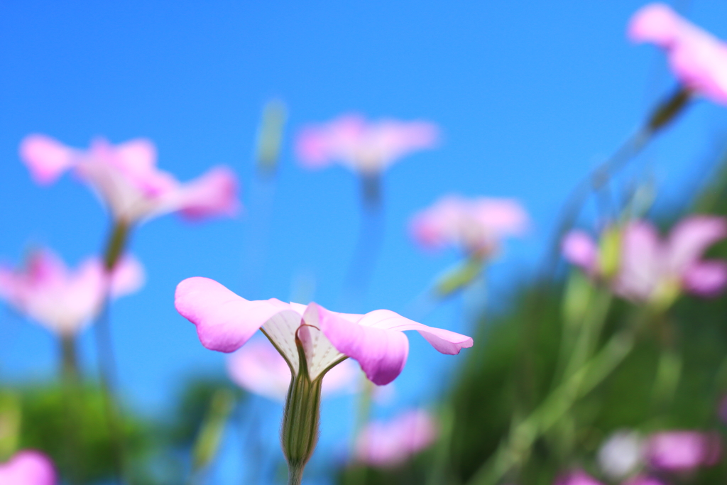 春爛漫