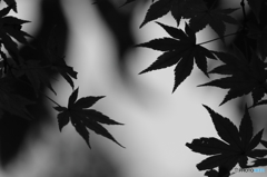 水辺の紅葉