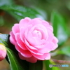 春色Ⅱ
