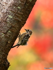 木の上のドラマー