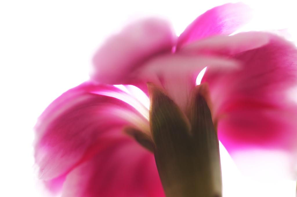 カーネーションⅡ