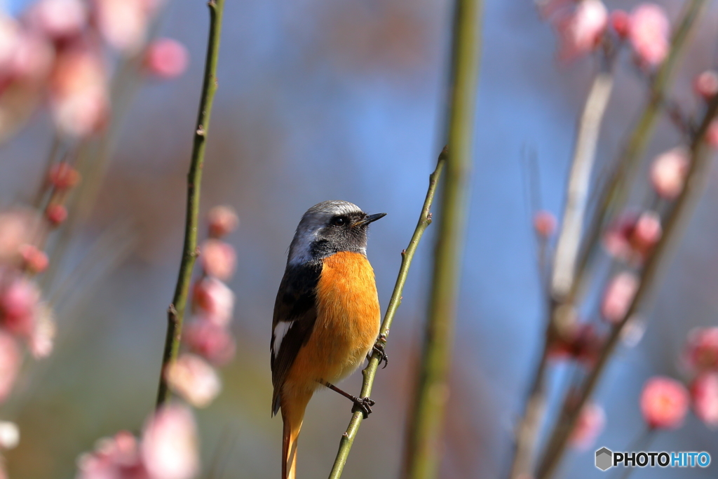 花の香り、満喫