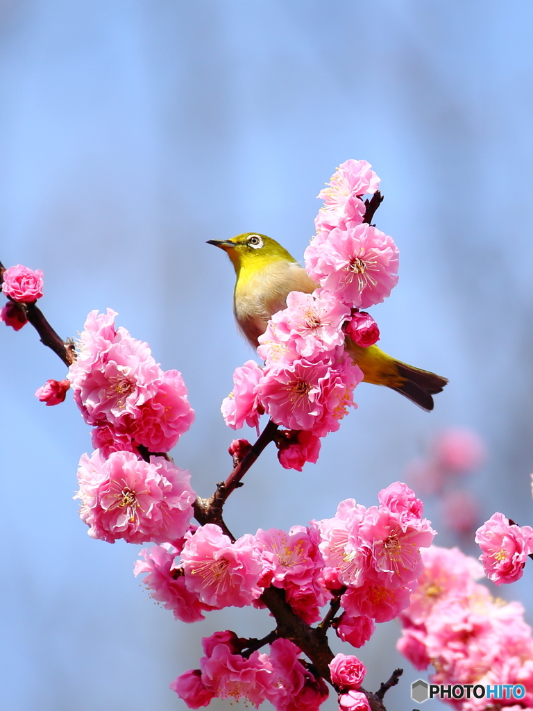 花札Ⅱ