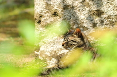 しばしまどろむ