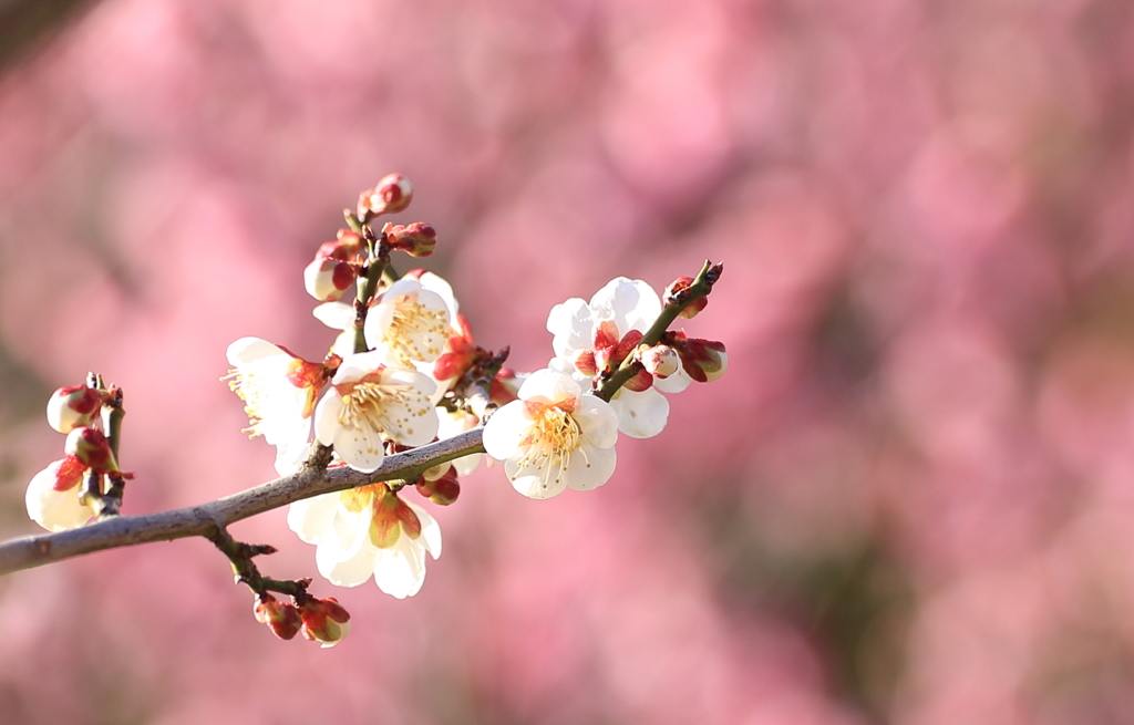 春への道しるべ２
