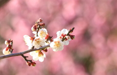 春への道しるべ２