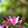 仲夏を彩る７