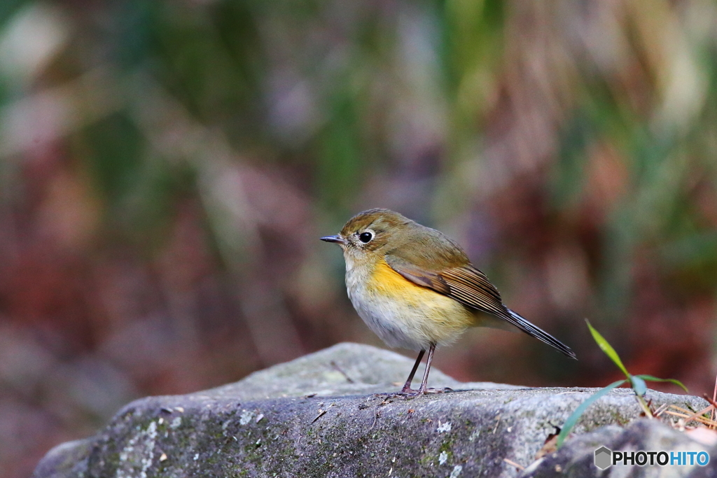 ルリ♀