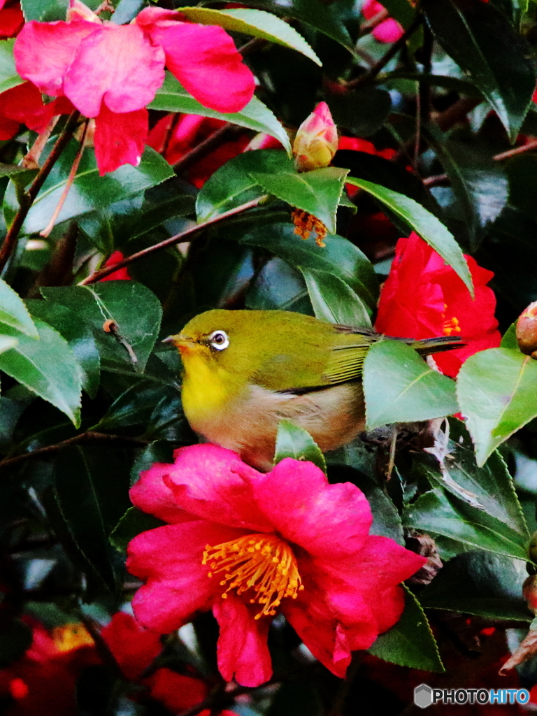 花吸い