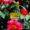 花吸い