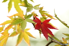 秋、そして紅葉