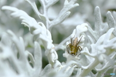 氷の世界の蜘蛛