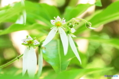 ユキノシタ
