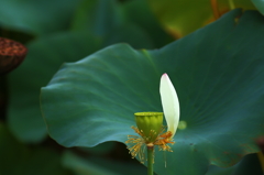 最後の花びら．．．