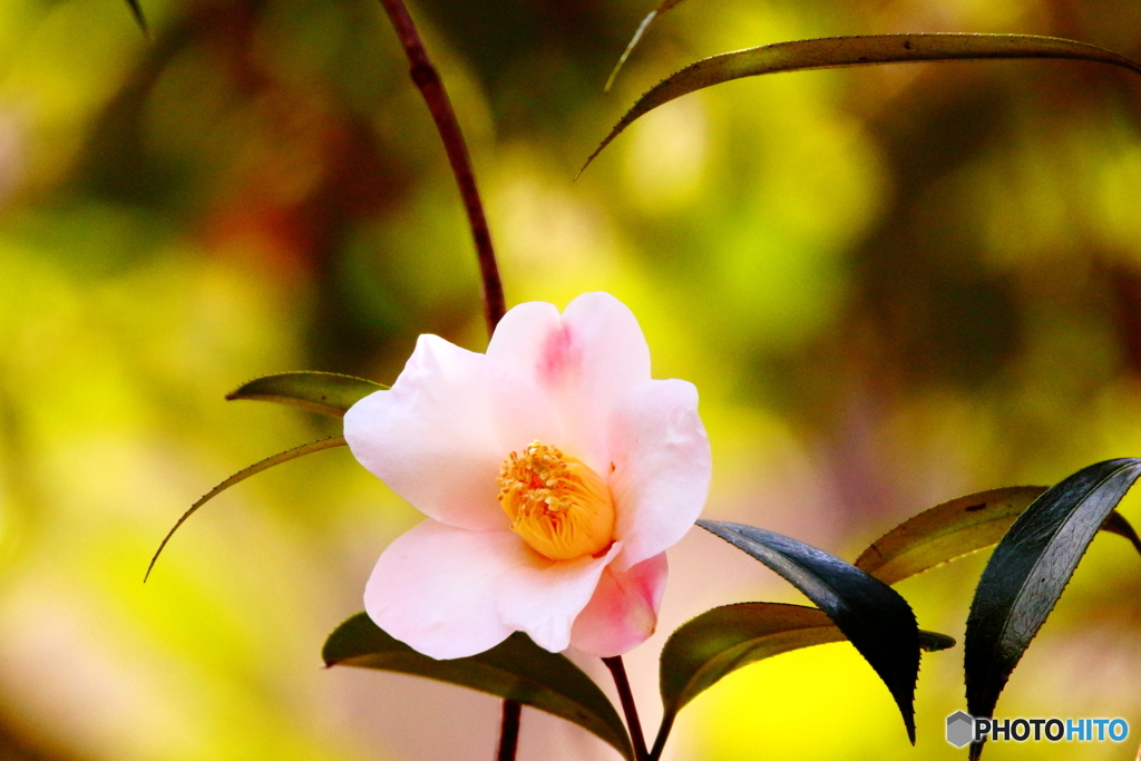 camellia