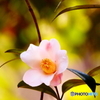 camellia