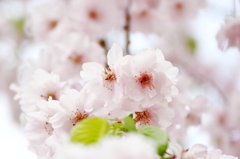 花見