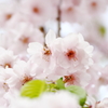 花見