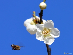 花より蜜