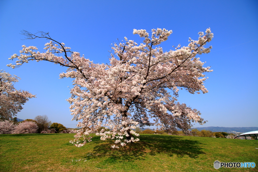 桜を愛でる