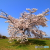 桜を愛でる