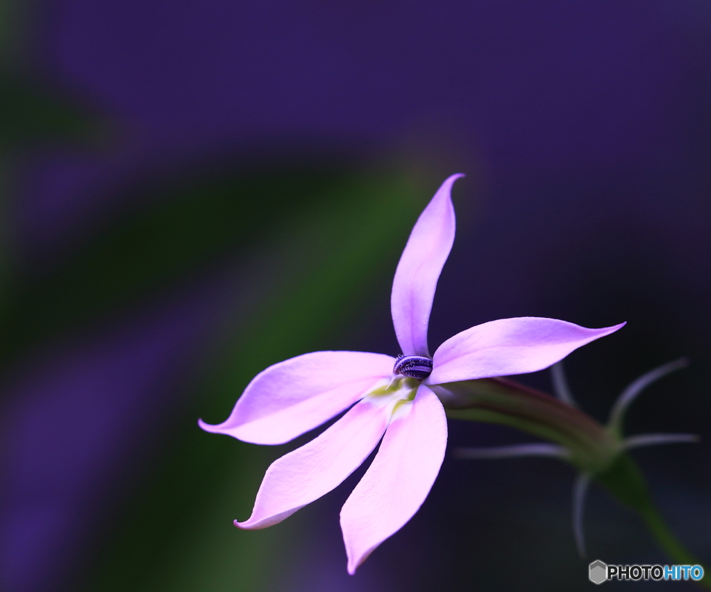 仲夏を彩る６