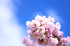 cherry blossom