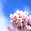 cherry blossom