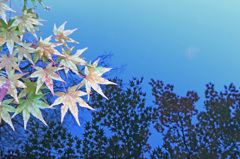 秋は、水面も彩った！