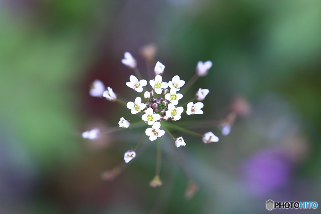花火