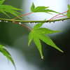 雨あがり