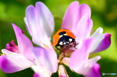 お花のベッドで・・・！