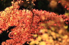 輝く紅葉