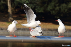 グシャッ