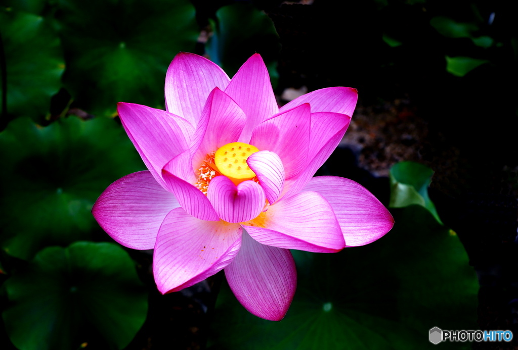 華