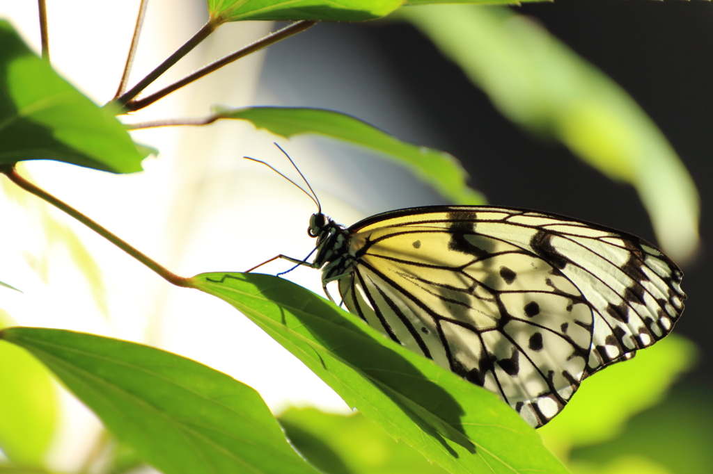 南の島の貴婦人