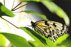 南の島の貴婦人