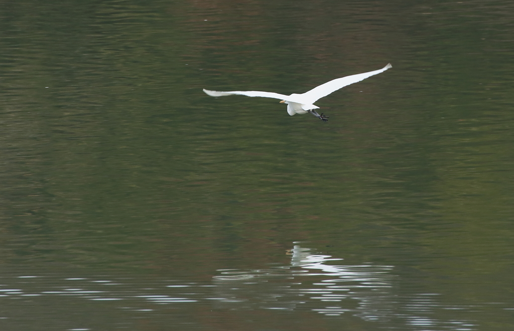 シラサギの飛翔！