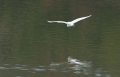 シラサギの飛翔！