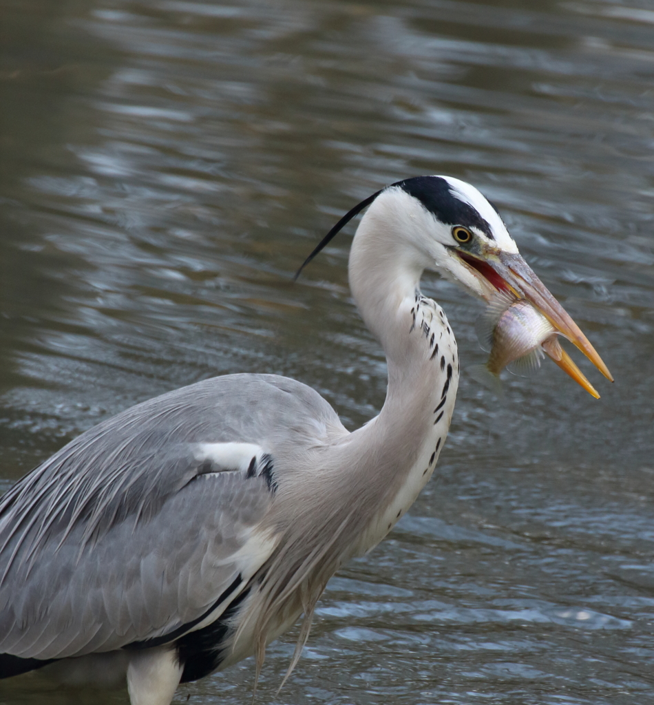 やっと捕まえた！