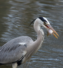 やっと捕まえた！