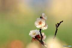 春風吹くⅢ
