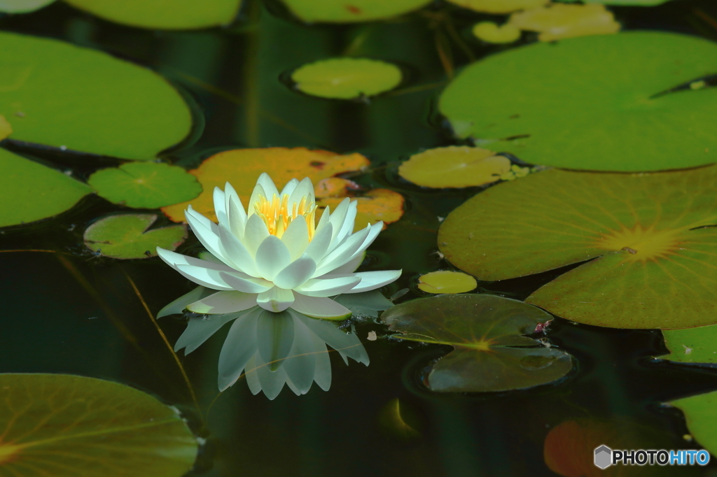 花灯り