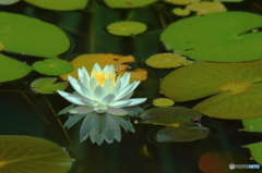 花灯り
