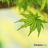 Fresh verdure