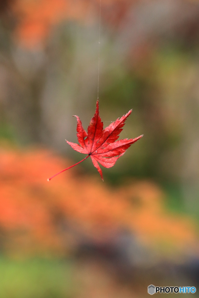 離れられない・・・