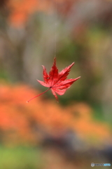 離れられない・・・