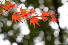 紅