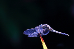 Blue dragonfly