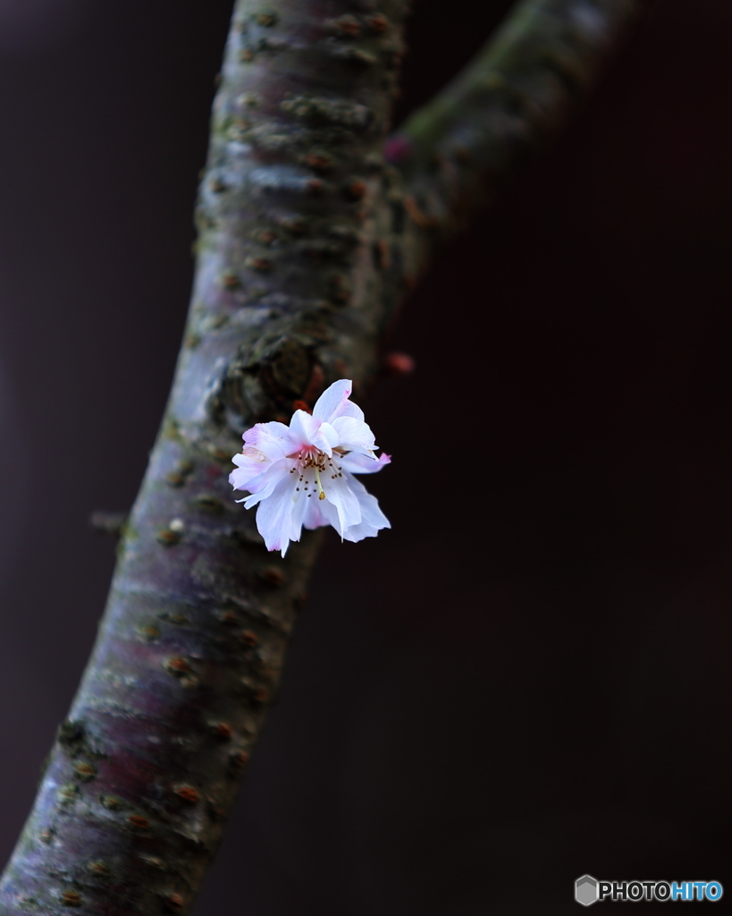 花見